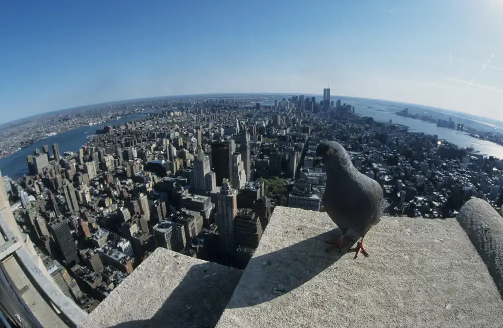 New York